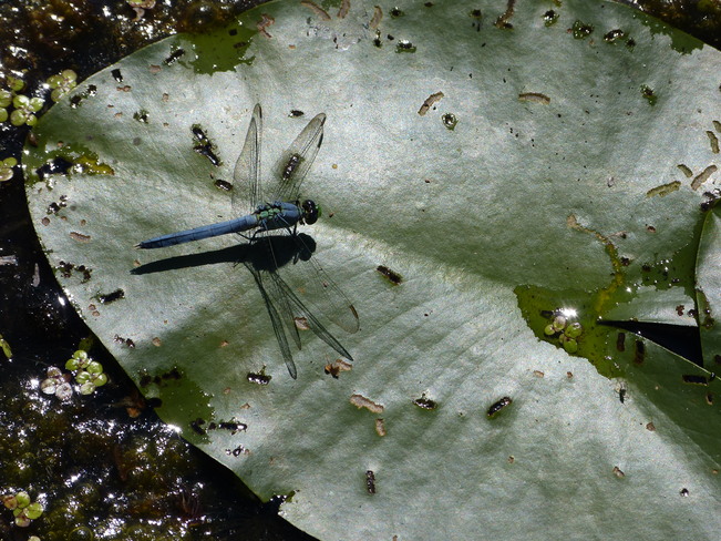 dragonfly Windsor, Ontario Canada