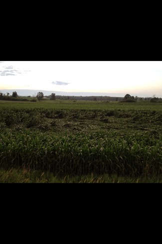 Corn Field Damage Metcalfe, Ontario Canada
