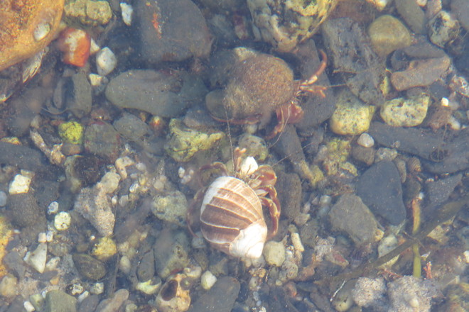 Hermit Crab (Paguroidea) Friends Chester, Nova Scotia Canada