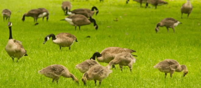 Family of Geese Cambridge, Ontario Canada