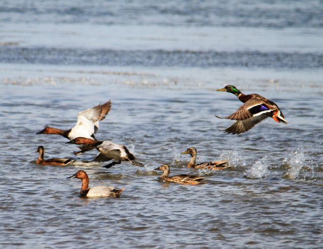 ducks Brooks, Alberta Canada