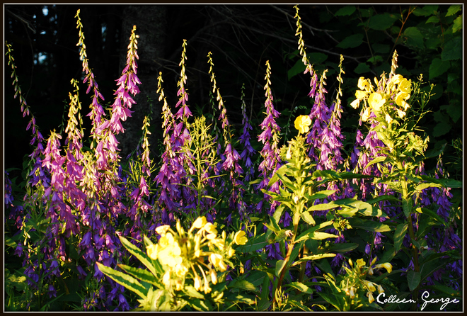 Sunlight & Wildflowers Canning, Nova Scotia Canada