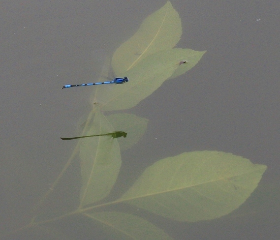 dragonfly reflection Scarborough, Ontario Canada