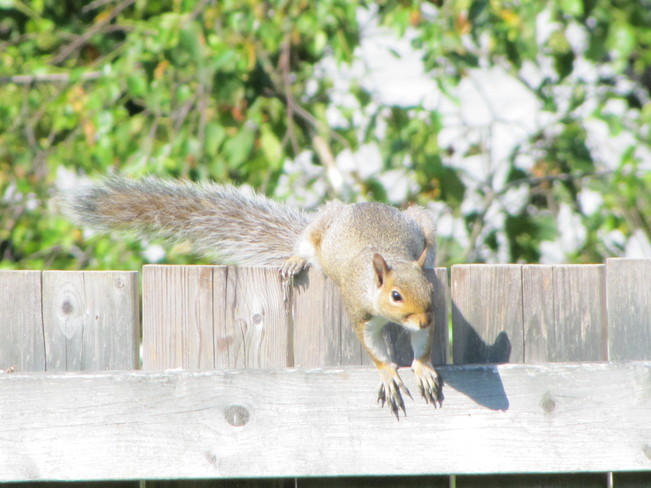 Squirrel Saint John, New Brunswick Canada