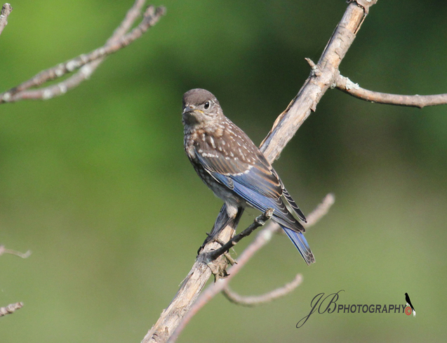 Juvenile Eastern Bluebird Port Colborne, Ontario Canada