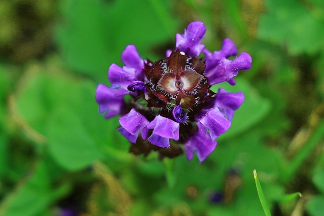 Tiny wild flower in my front yard Surrey, British Columbia Canada