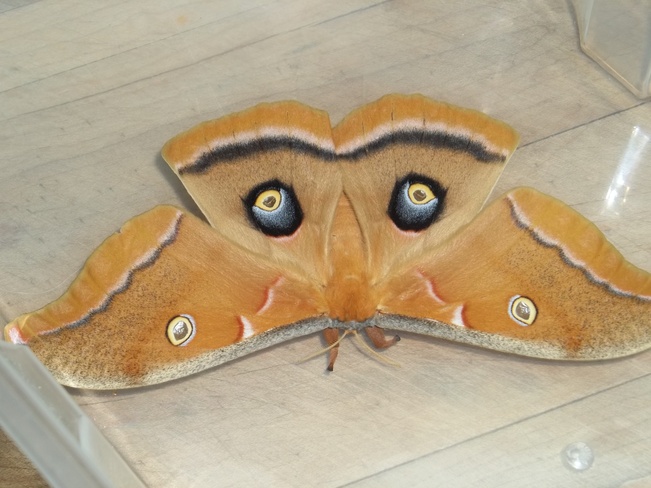 Polyphemus Moth Port Bruce, Ontario Canada