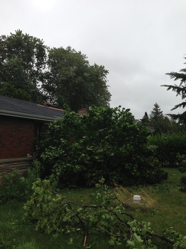 tree down on front lawn Mount Hope, Ontario Canada
