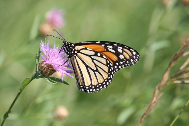 Monarch butterfly Brampton, Ontario Canada