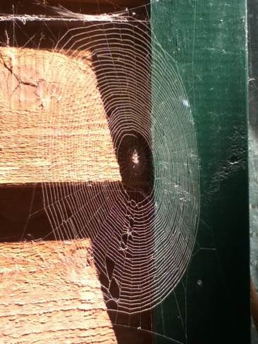 Dusty Spider Web Agassiz, British Columbia Canada