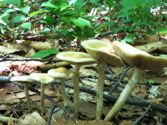 perfect family of mushrooms Scarborough, Ontario Canada