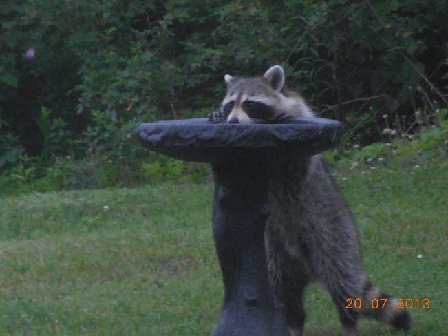 Washing Down The Bird Seed It Just Ate Musquodoboit Harbour, Nova Scotia Canada