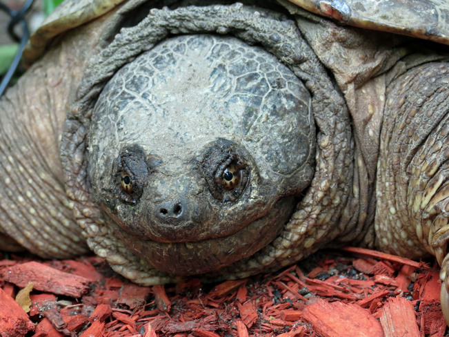 turtle Kanata, Ontario Canada