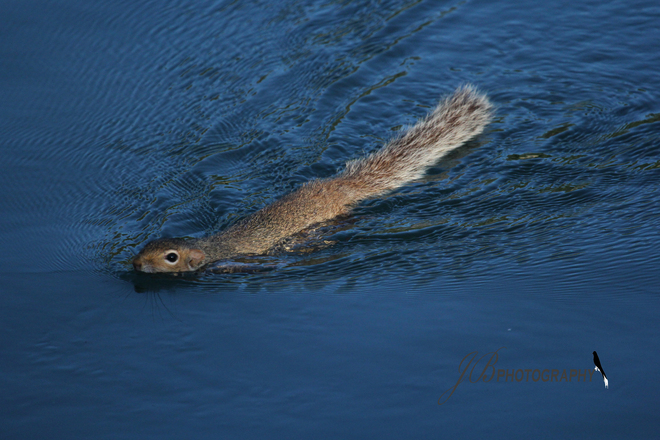 Squirrel Port Colborne, Ontario Canada