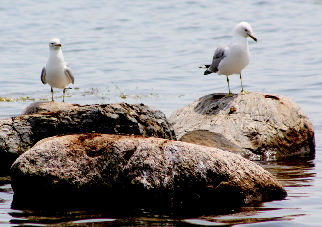 Ring-Billed Gulls Cornwall, Ontario Canada