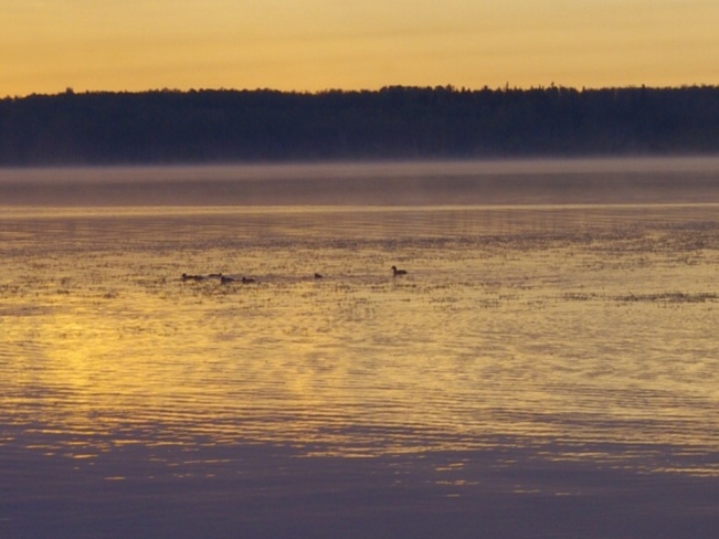 Ducks on there morning swim. Grégoire Lake 176A, Alberta Canada