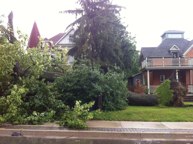 massive tree uprooted Kitchener, Ontario Canada