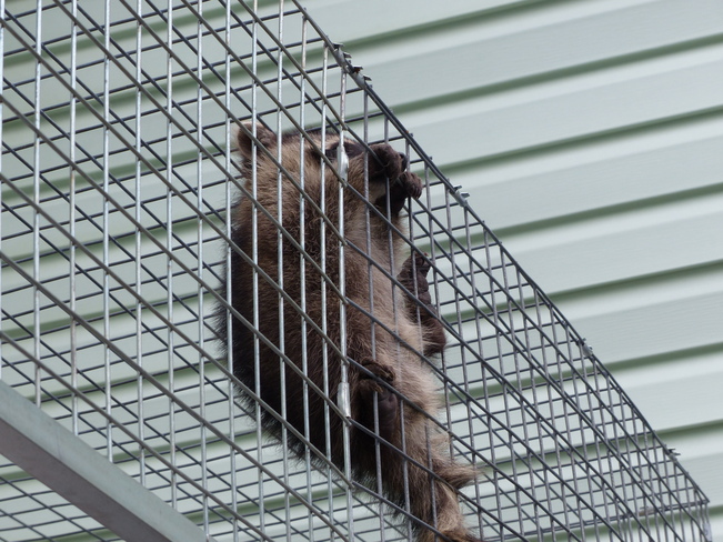 Baby raccoon Shelburne, Nova Scotia Canada