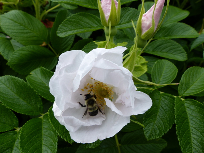 Bees Yarmouth, Nova Scotia Canada