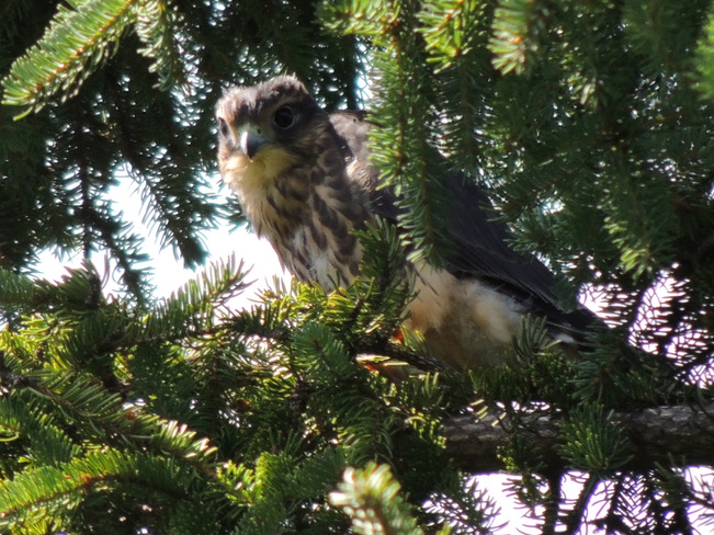 Un faucon Beresford, Nouveau-Brunswick Canada