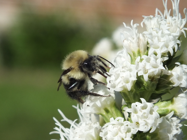 busy bumblebee Keswick, Ontario Canada