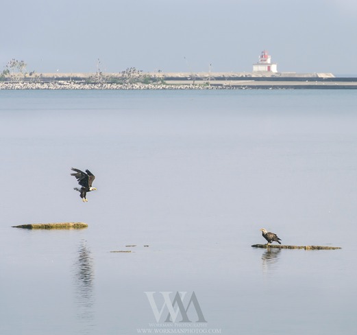 Two Bald Eagles Fishing Port Colborne, Ontario Canada