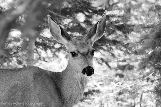 Deer in Manning Manning Park, British Columbia Canada