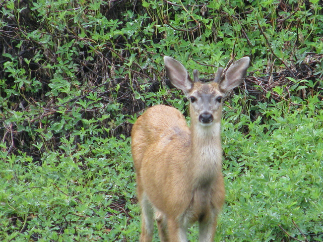 Young Mule Deer Buck Smithers, British Columbia Canada