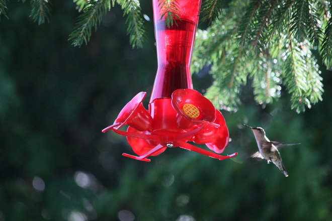 humming bird Clifford, Ontario Canada