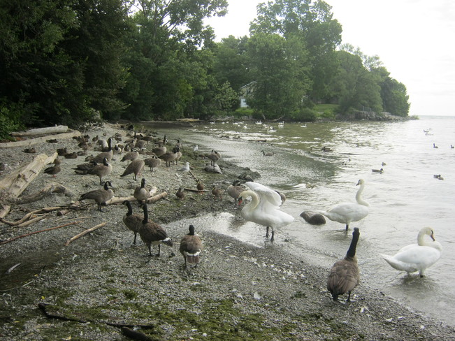 Waterfowl at Rhododendron Gardens, Port Credit Mississauga, Ontario Canada