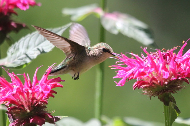 Female Ruby Throated Hummingbird Toronto, Ontario Canada