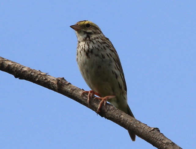 White-throated Sparrow Fergus, Ontario Canada