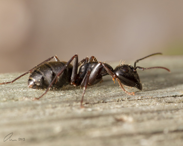ant London, Ontario Canada