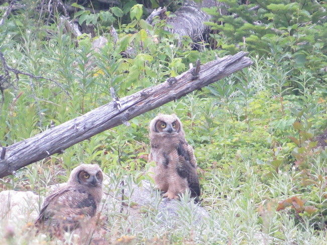 Baby Owls Deer Lake, Newfoundland and Labrador Canada