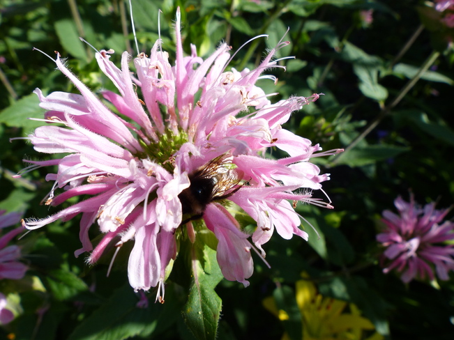 Flowers and bees Shelburne, Nova Scotia Canada