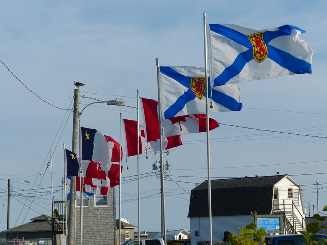 Seagull and flags Pubnico, Nova Scotia Canada