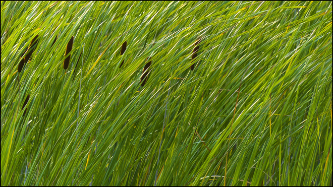 Sherriff Creek, wind swept reeds. Elliot Lake, Ontario Canada