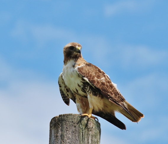 Rdd Tailed Hawk Summerside, Prince Edward Island Canada