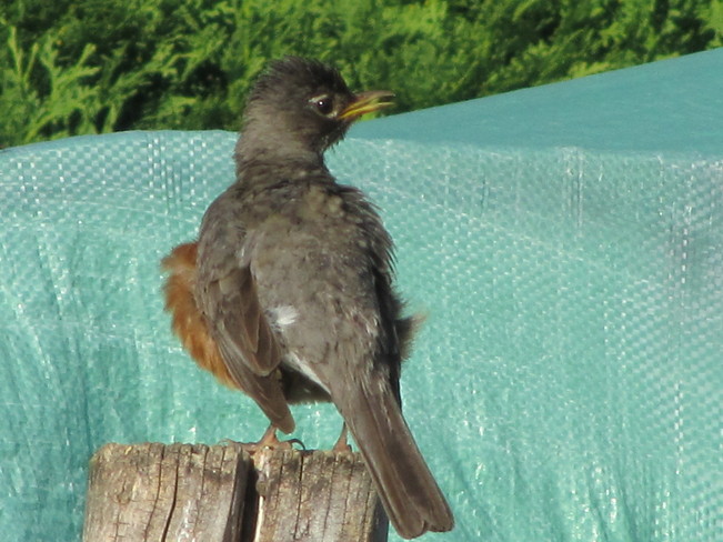 baby robin practicing flying Vernon, British Columbia Canada