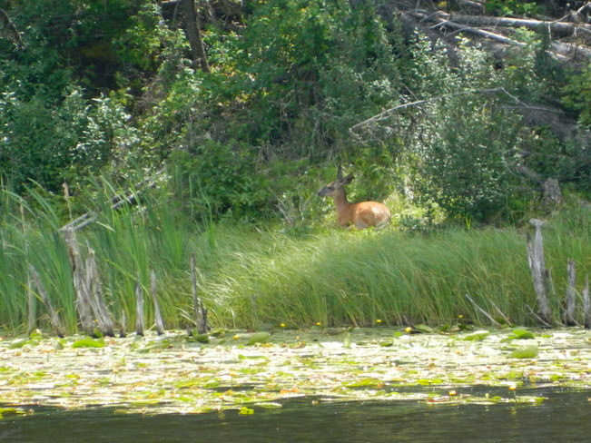 Deer Logan Lake, British Columbia Canada