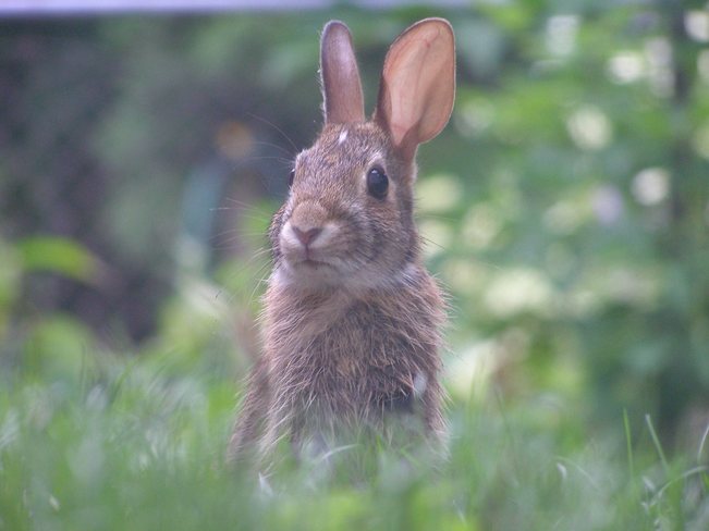 Baby Rabbit Baie-d'Urfé, Quebec Canada
