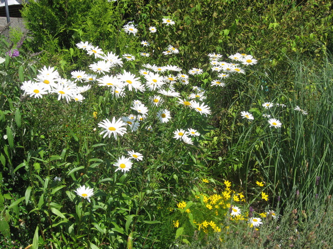 daisies Surrey, British Columbia Canada