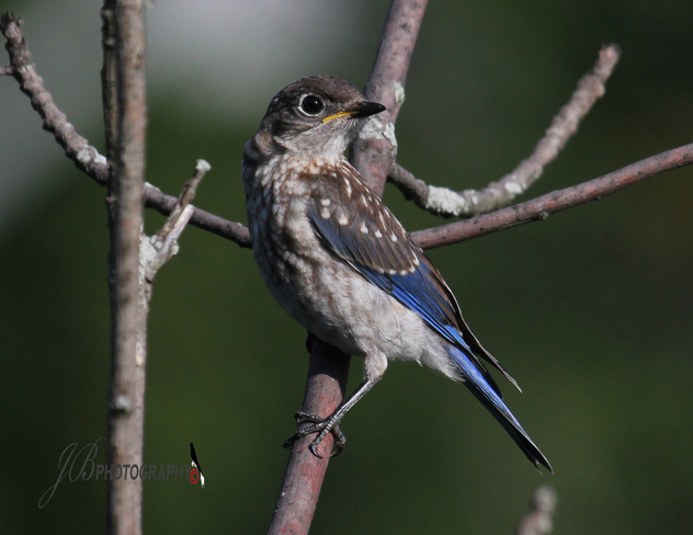 Juvenile Eastern Bluebird Port Colborne, Ontario Canada