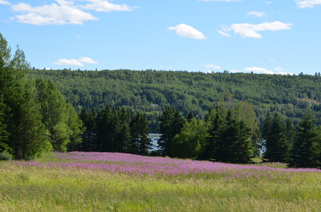 Wild Flowers in the Sun Gaspé, Quebec Canada