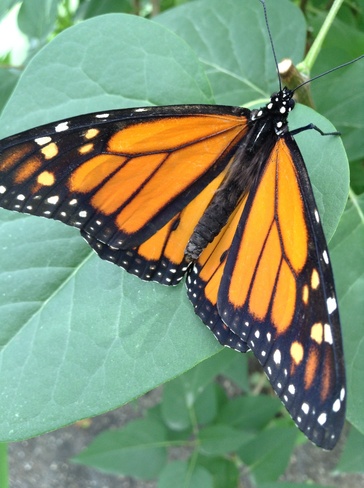 Beautiful Monarch Butterfly Winnipeg, Manitoba Canada