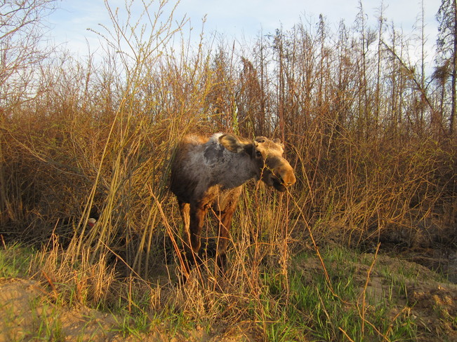Yearling Moose Opal, Alberta Canada