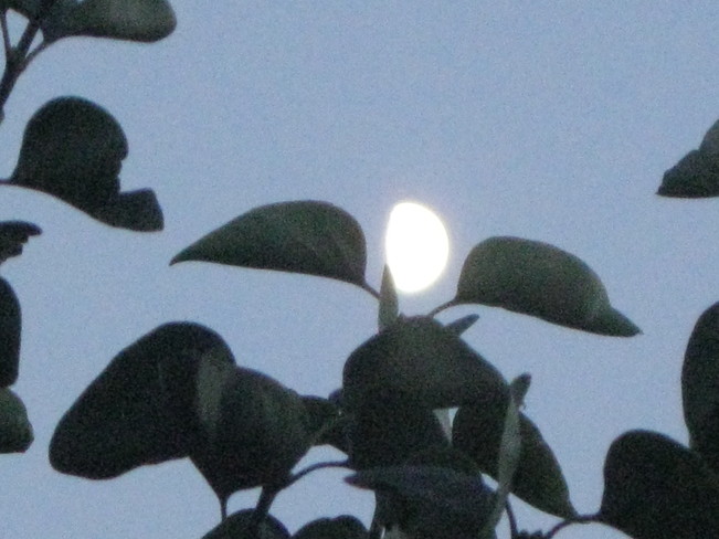 moon through the lilac tree Surrey, British Columbia Canada