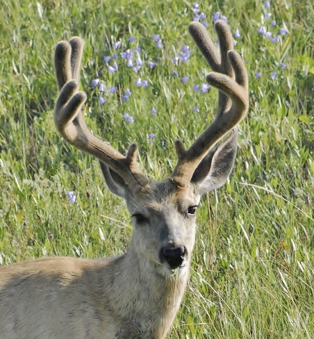 Deer Calgary, Alberta Canada