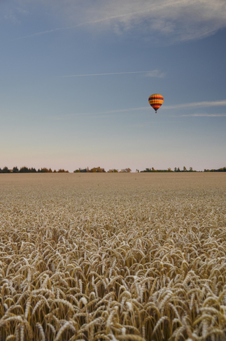 Harvest Balloon Stratford, Ontario Canada