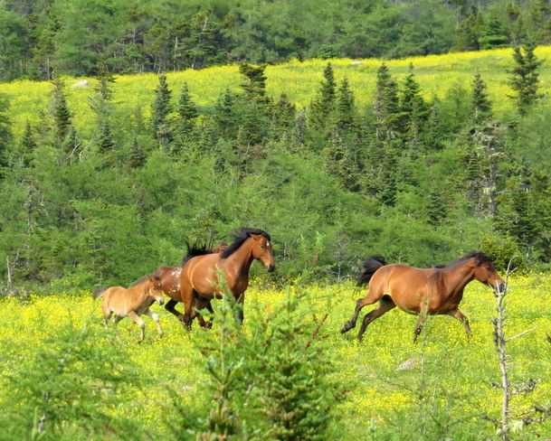 Horses Running Port Rexton, Newfoundland and Labrador Canada